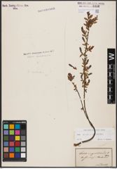 Foto von Salix aurita L. x Salix myrtilloides L.